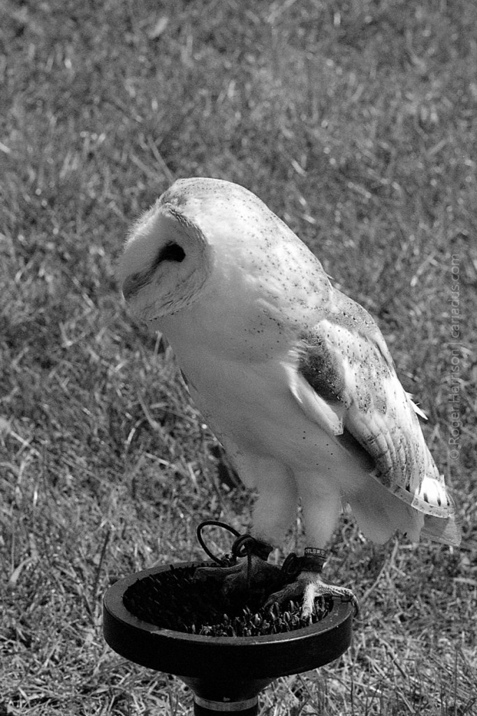One of the owls on the falconry display G1, 90mm, XP2