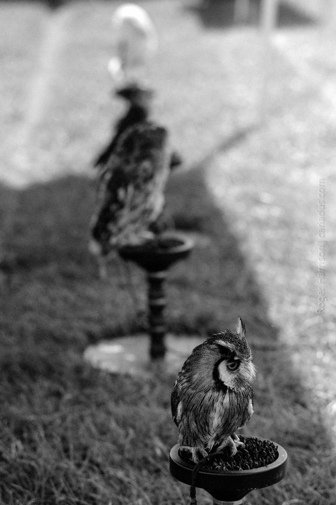 Row of owls G1, 90mm, XP2