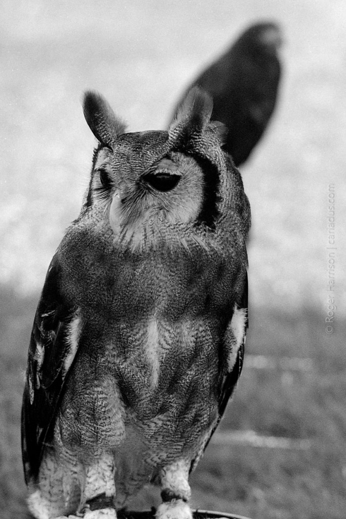Not sure what type of owl this is but it was big! G1, 90mm, XP2