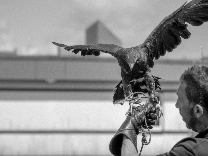 Falcon spreading its wings G1, 90mm, FP4+