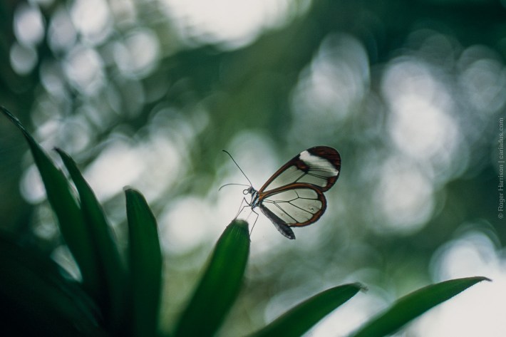 Glasswing Butterfly