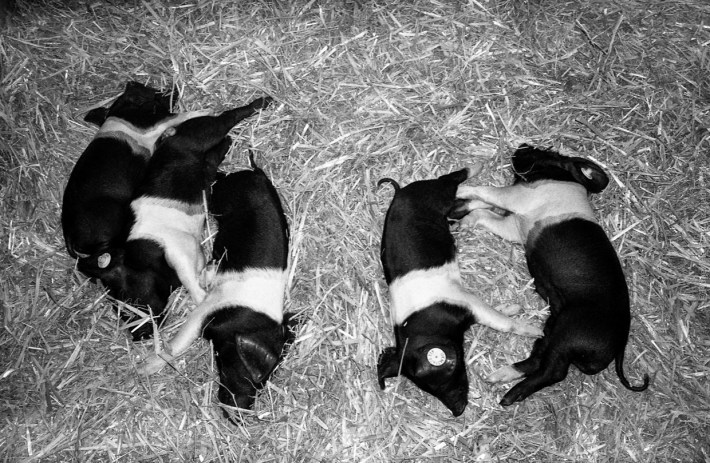 mjuii-20170726-001_800x600