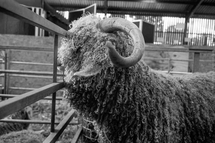 mjuii-20170726-005_800x600