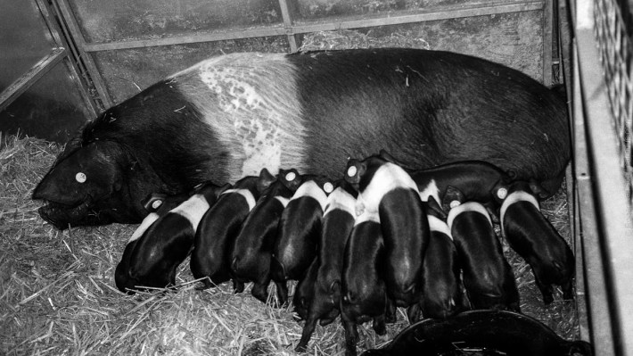 mjuii-20170726-011_800x600