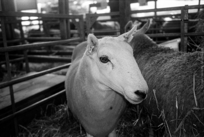 mjuii-20180724-007_800x600