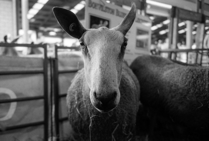 mjuii-20180724-009_800x600